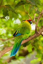 Horned parakeet (Eunymphicus cornutus) captive, Parc zoologique et forestier / Zoological and Forest Park, Noumea, South Province, New Caledonia. Endangered species