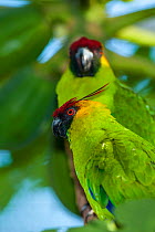 Horned parakeets (Eunymphicus cornutus) captive, Parc zoologique et forestier / Zoological and Forest Park, Noumea, South Province, New Caledonia. Endangered species