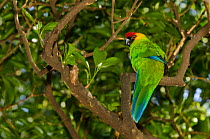 Horned parakeet (Eunymphicus cornutus) captive, Parc zoologique et forestier / Zoological and Forest Park, Noumea, South Province, New Caledonia. Endangered species