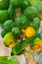 Uvea Parakeet (Eunymphicus uvaeensis) feeding on fruit, Gossanah, Ouvea,  Loyalty Islands Province, New Caledonia