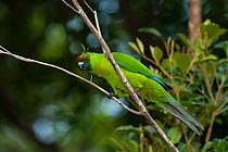 Uvea Parakeet (Eunymphicus uvaeensis) Gossanah, Ouvea,  Loyalty Islands Province, New Caledonia