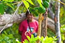 Guide watching Uvea Parakeet (Eunymphicus uvaeensis) feeding on fruit, Gossanah, Ouvea,  Loyalty Islands Province, New Caledonia, August 2012
