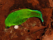 Uvea Parakeet (Eunymphicus uvaeensis) at nest in tree hollow, with egg, Gossanah, Ouvea,  Loyalty Islands Province, New Caledonia