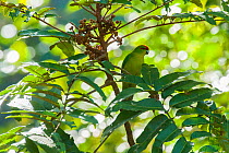New Caledonia Red-Crowned Parakeet (Cyanoramphus saisetti) Farino, South Province, New Caledonia.