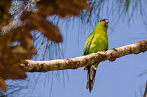 New Caledonia Red-Crowned Parakeet (Cyanoramphus saisetti) Parc Provincial de la Rivire Bleue, Yate, South Province, New Caledonia.