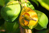 New Caledonia White-Eye (Zosterops xanthochroa) feeding on fruit, Gadji, Ile des Pins / Isle of Pines, North Province, New Caledonia.