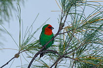 Red-throated parrot finch (Erythrura psittacea) Oro, Ile des Pins / Isle of Pines, South Province, New Caledonia.