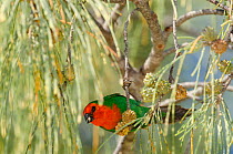 Red-throated parrot finch (Erythrura psittacea) Oro, Ile des Pins / Isle of Pines, South Province, New Caledonia.