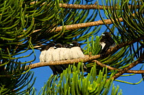 White-breasted wood swallows (Artamus leucorhynchus) perched in a line, Oro, Ile des Pins / Isle of Pine, South Province, New Caledonia.