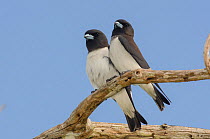 White-breasted wood swallows (Artamus leucorhynchus) perched together, Lifou, Loyalty Islands Province, New Caledonia