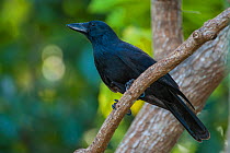 New Caledonian crow (Corvus moneduloides) profile, Touaourou mission, Yate, South Province, New Caledonia