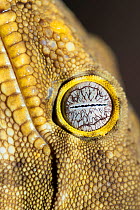 New Caledonia Giant Gecko (Rhacodactylus leachianus) close-up of eye, captive, Australian Reptile Park, Gosford, New South Wales, Australia