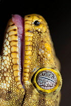 New Caledonia Giant Gecko (Rhacodactylus leachianus) close-up of head, captive, Australian Reptile Park, Gosford, New South Wales, Australia