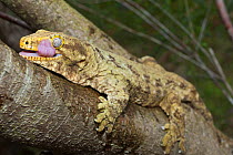 New Caledonia Giant Gecko (Rhacodactylus leachianus) climbing tree and cleaning face with its tongue, captive, Australian Reptile Park, Gosford, New South Wales, Australia