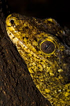 New Caledonia Giant Gecko (Rhacodactylus leachianus) close-up of head,  captive, Parc zoologique et forestier / Zoological and Forest Park, Noumea, South Province, New Caledonia