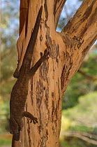 Sarasin's Giant Gecko (Rhacodactylus sarasinorum) on tree trunk, captive, Parc zoologique et forestier / Zoological and Forest Park, Noumea, South Province, New Caledonia
