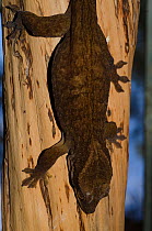 Sarasin's Giant Gecko (Rhacodactylus sarasinorum) on tree trunk, captive, Parc zoologique et forestier / Zoological and Forest Park, Noumea, South Province, New Caledonia