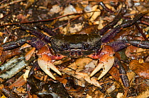 Red Claw Crab (Cardisoma carnifex) Gossanah, Ouvea, Loyalty Islands Province, New Caledonia.