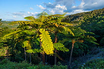 Ferns in landscape, Great Fern Provincial Park / Parc des Grandes Fougres Farino, South Province, New Caledonia, August 2012.