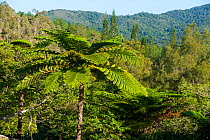 Ferns in landscape, Great Fern Provincial Park / Parc des Grandes Fougres Farino, South Province, New Caledonia, August 2012.