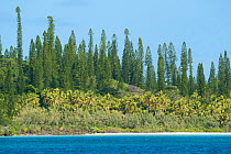 Gadji Bay with Cook Pines (Araucaria columnaris) Ile des Pins / Isle of Pine, North Province, New Caledonia.