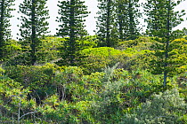Cook Pines (Araucaria columnaris) in Gadji Bay, Ile des Pins / Isle of Pine, North Province, New Caledonia.