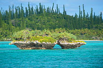 Palm trees on small islands and landscape of Gadji Bay, Ile des Pins / Isle of Pines, North Province, New Caledonia, August 2012.