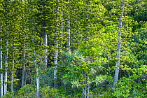 Cook Pine trees (Araucaria) Gadji Bay, Ile des Pins / Isle of Pines, North Province, New Caledonia.