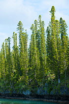 Cook's pine trees (Araucaria columnaris) Gadji Bay, Ile des Pins / Isle of Pines, North Province, New Caledonia.