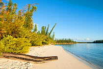 Beach with Cook's pine trees (Araucaria columnaris)  on Oro Bay / Baie d'Oro, Ile des Pins / Isle of Pines, New Caledonia.