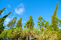 Low angle shot of Cook's pine trees (Araucaria columnaris)  on Oro Bay / Baie d'Oro, Ile des Pins / Isle of Pines, New Caledonia.