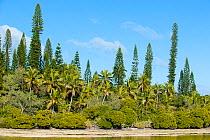 Cook pines (Araucaria columnaris) growing near natural pool, Oro, Ile des Pins / Isle of Pines, South Province, New Caledonia.