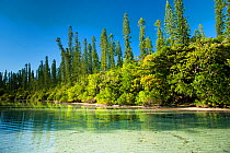 Natural pool and Cook pines (Araucaria columnaris), Oro, Ile des Pins / Isle of Pines, South Province, New Caledonia.