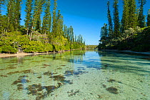 Natural pool and Cook's pine trees (Araucaria columnaris), Oro, Ile des Pins / Isle of Pines, South Province, New Caledonia.