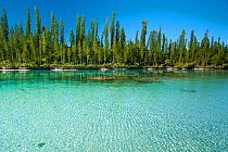 Natural pool and Cook's pine trees (Araucaria columnaris) Oro, Ile des Pins / Isle of Pines, South Province, New Caledonia.