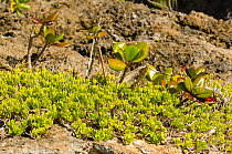 Succulents on rocky slope, Gadji, Ile des Pins / Isle of Pines, South Province, New Caledonia.