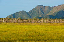 Marshland in the Kouaoua region, North Province, New Caledonia