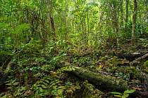 Forest landscape, Lifou, Loyalty Islands Province, New Caledonia, August 2012