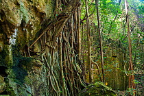 Lianas in forest, Lifou, Loyalty Islands Province, New Caledonia