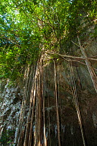 Cliff face with lianas in forest, Lifou, Loyalty Islands Province, New Caledonia