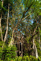 Forest with lianas, Lifou, Loyalty Islands Province, New Caledonia