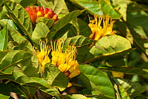 Xanthostemon aurantiacum in flower, Mount Khogi Dumbea, Noumea, South Province, New Caledonia.