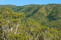 Bottlebrush tree (Melaleuca quinquenervia) forest, Poindimie, North Province, New Caledonia