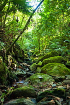 Stream in the forest, Poindimie, North Province, New Caledonia