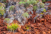 Ferns in eroded soil surrounding the Poro mines, Houailou, North Province, New Caledonia, August 2012.