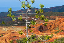 Eroded landscape around the Poro mines, with Araucaria (Araucaria sp.) tree, Houailou, North Province, New Caledonia, August 2012.