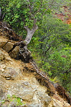 Eroded hillside in Poro, Houalou, North Province, New Caledonia.