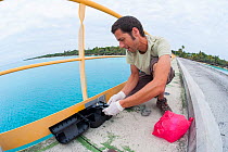 Antoine Barnaud veterinarian from the ASPO team, setting trap for Polynesian rat (Rattus exulans) as part of invasive species management project, on the Hwadrilla Wharf, Ouvea, Loyalty Islands Provinc...