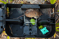 Polynesian rat (Rattus exulans) in trap around wharf as part of invasive species management project by ASPO. Lekiny, Ouvea, Loyalty Islands Province, New Caledonia, August 2012.