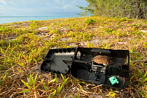 Polynesian rat (Rattus exulans) in trap around wharf as part of invasive species management project by ASPO. Lekiny, Ouvea, Loyalty Islands Province, New Caledonia, August 2012.